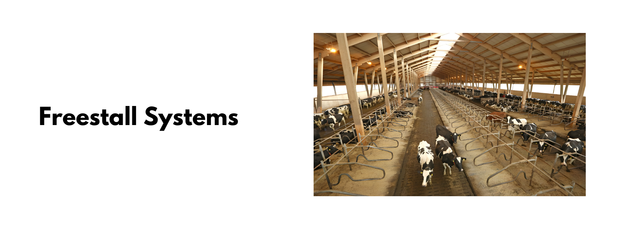 American Staple Livestock Systems (3)