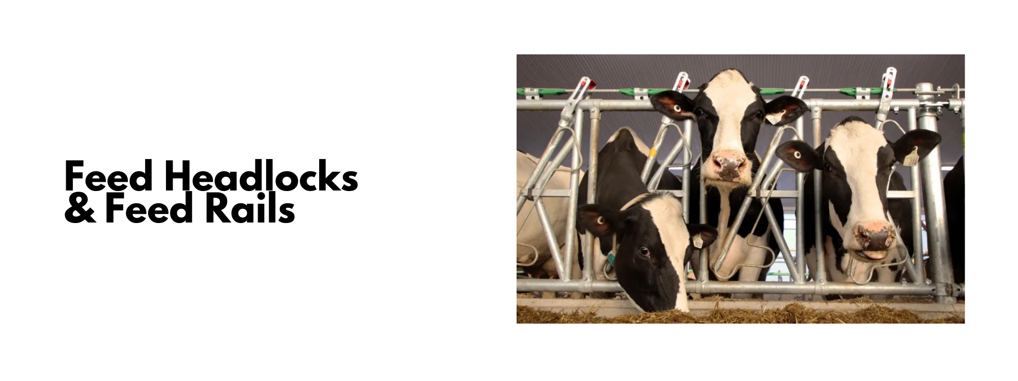 American Staple Livestock Systems (4)