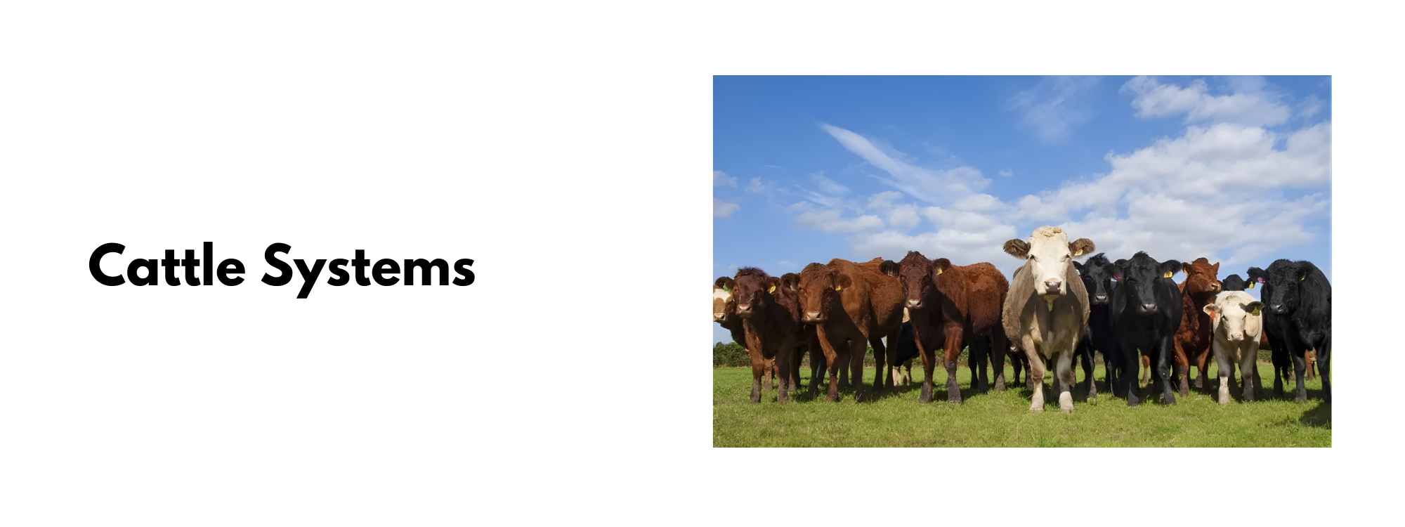 livestock housing and farm solutions for poultry swine and dairy