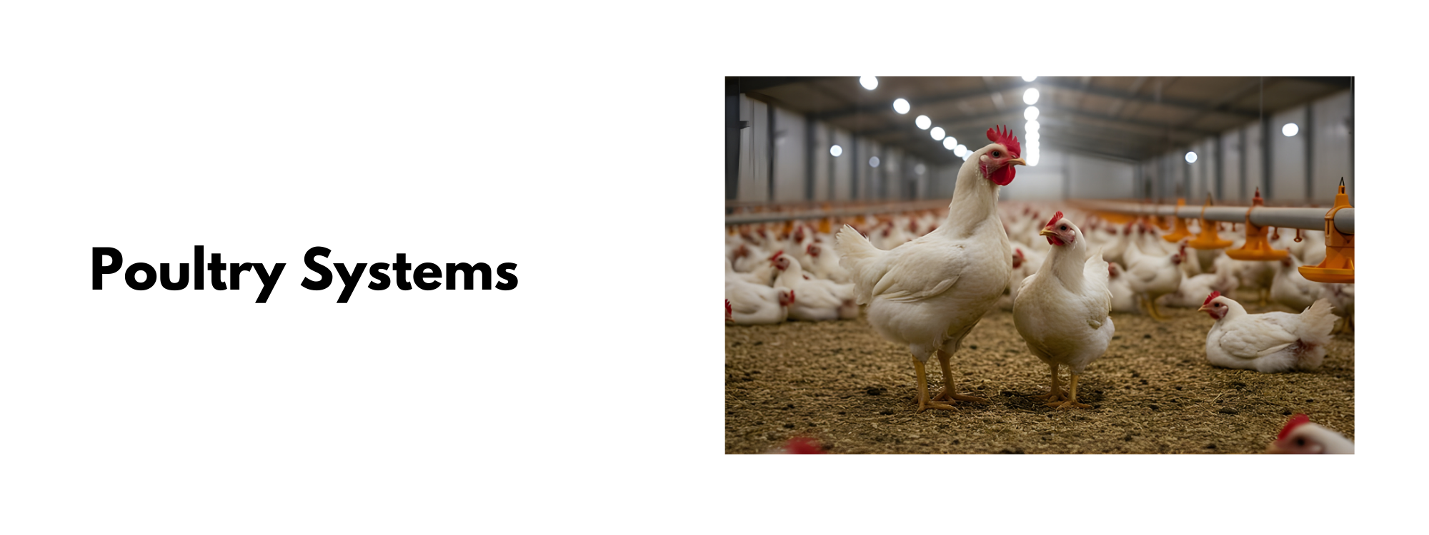 livestock farm housing systems and feeding equipment